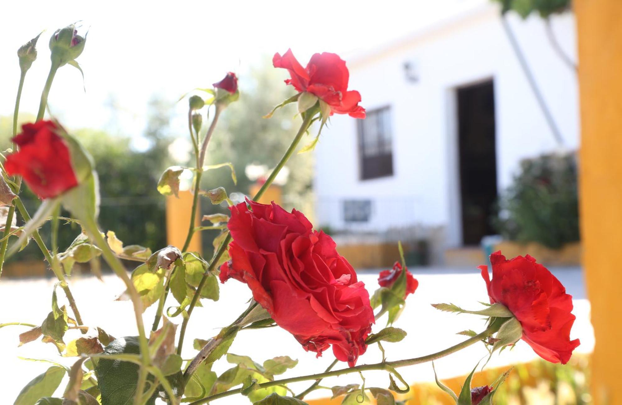 Casa Rural Huerta La Lapa Canete la Real Dış mekan fotoğraf